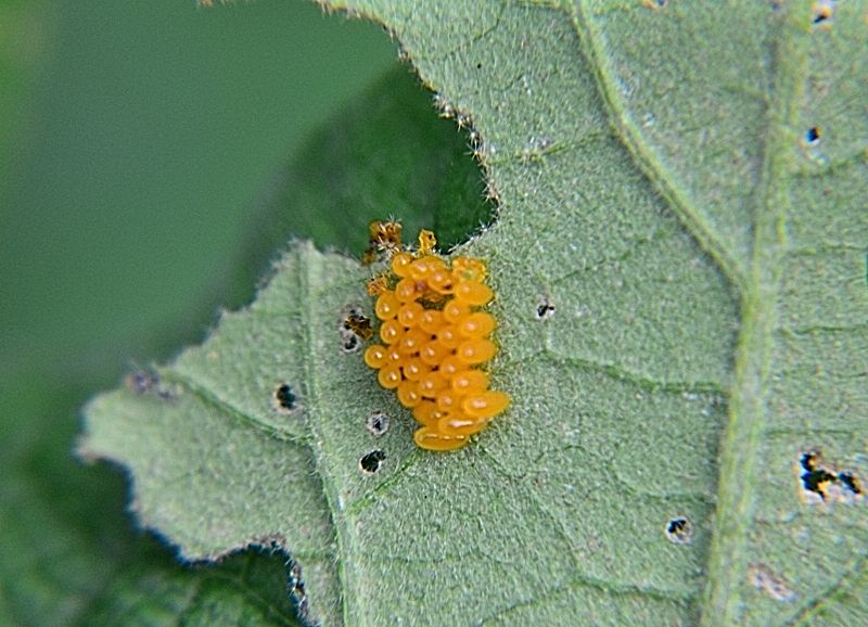 dorifora (Leptinotarsa decemlineata)